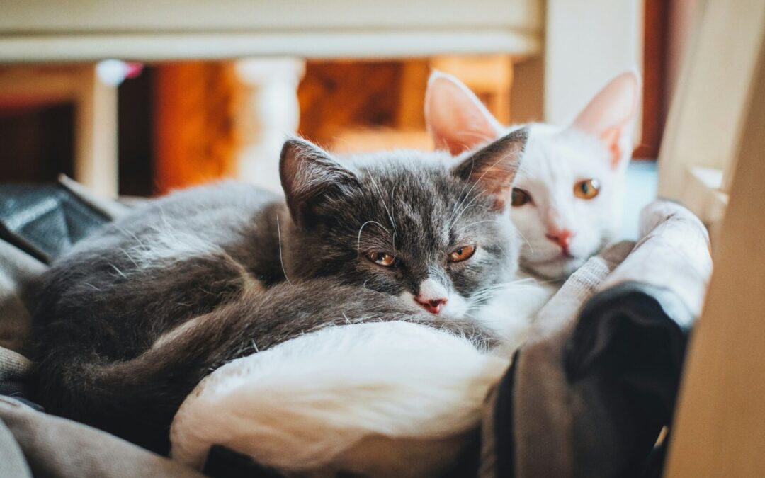Dan otvorenih vrata Veterinarske škole