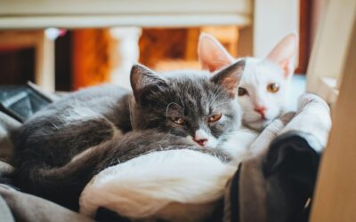 Dan otvorenih vrata Veterinarske škole